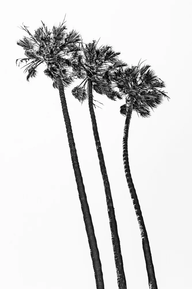 Viola, Melanie: Summer idyll with palm trees