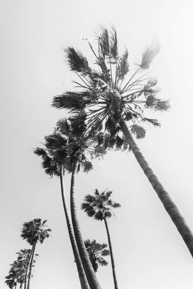 Viola, Melanie: Palme al sole | monocromo
