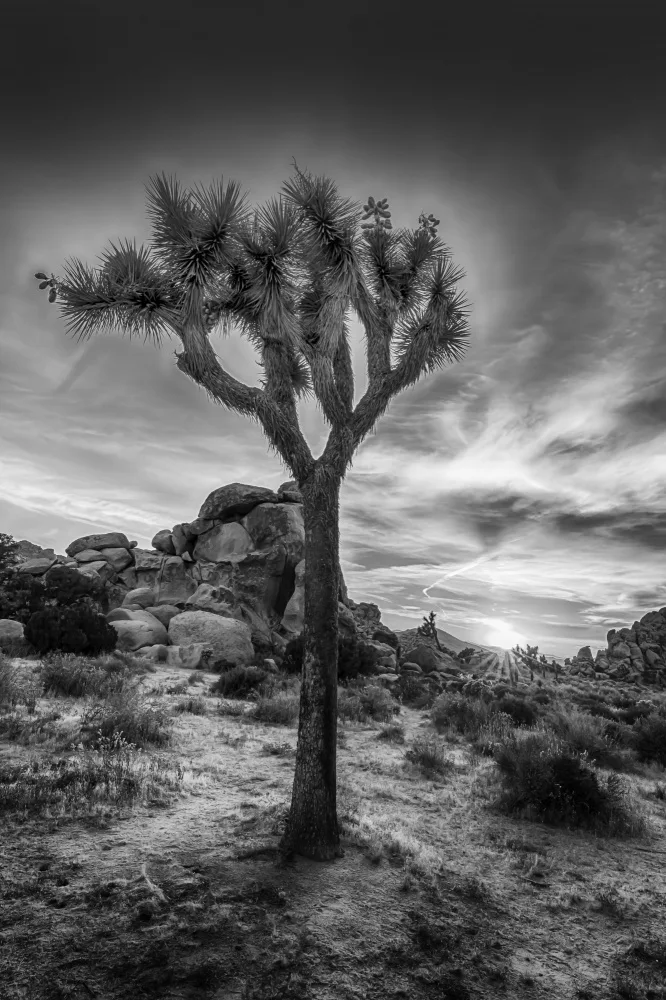 Viola, Melanie: Incantevole tramonto nel Joshua Tree National Park