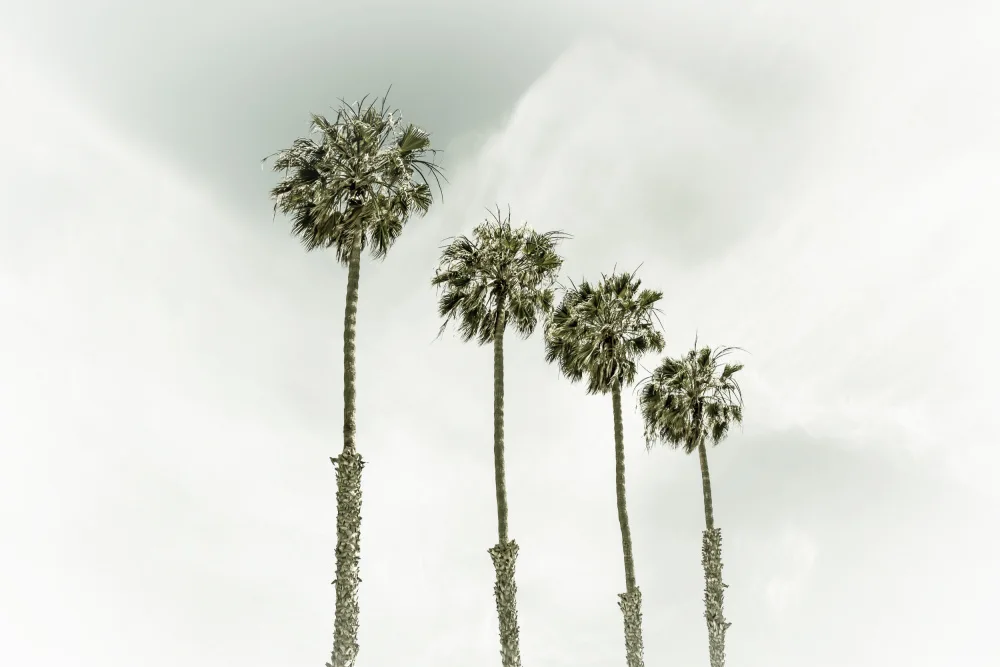 Viola, Melanie: Palmiers de Californie
