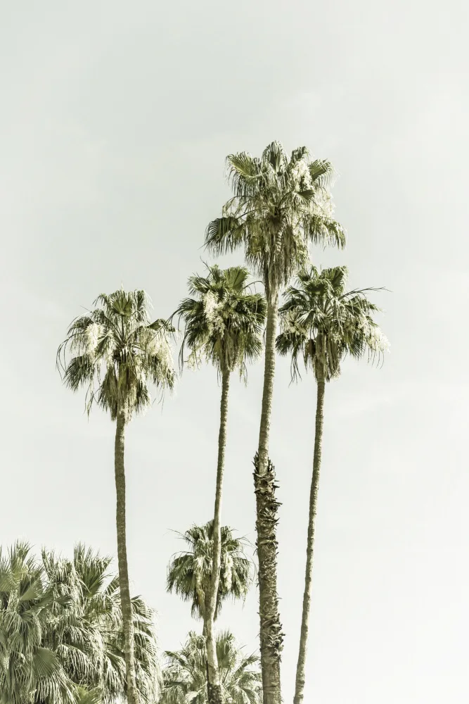 Viola, Melanie: Estate delle palme
