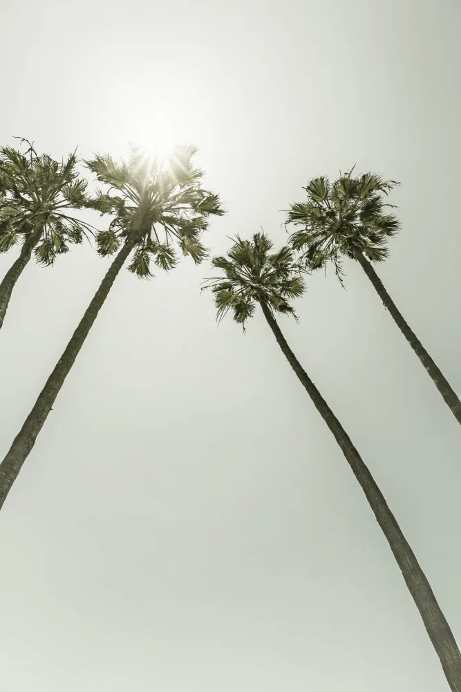 Viola, Melanie: Palme al sole | Vintage ▾