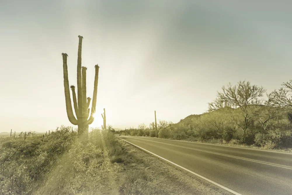 Viola, Melanie: PARC NATIONAL DE SAGUARO Soleil couchant | Ancien