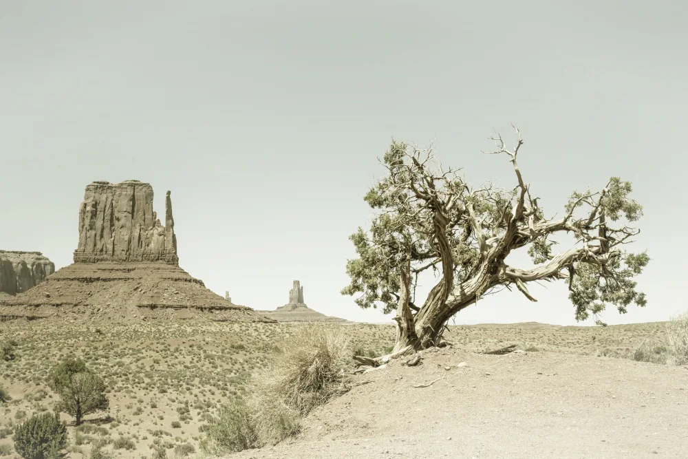 Viola, Melanie: MONUMENT VALLEY Vintage West Mitten Butte e albero