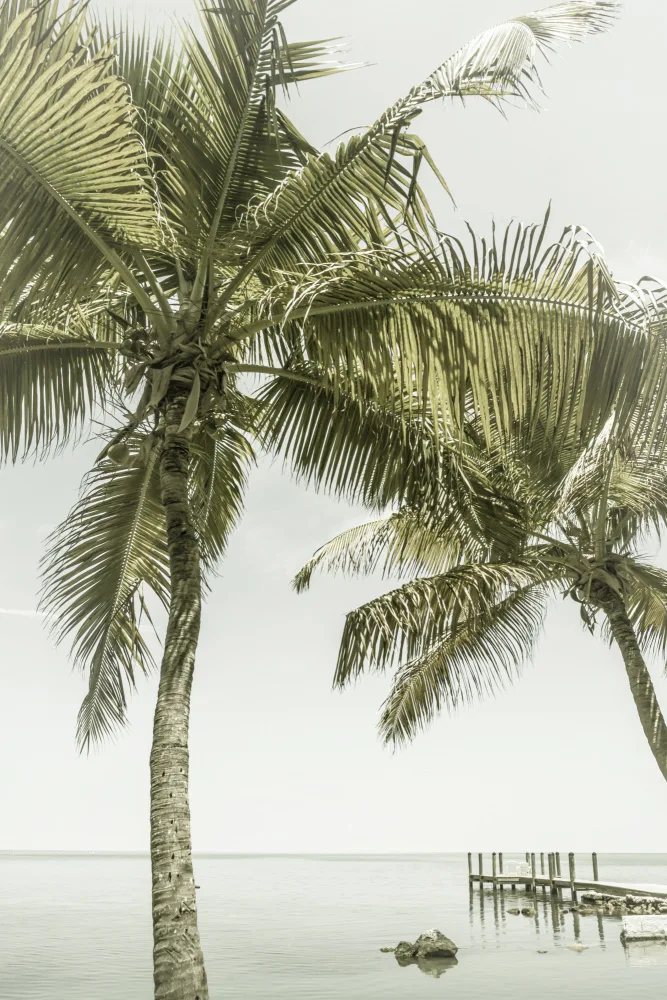 Viola, Melanie: FLORIDA Luogo paradisiaco | Vintage ▾
