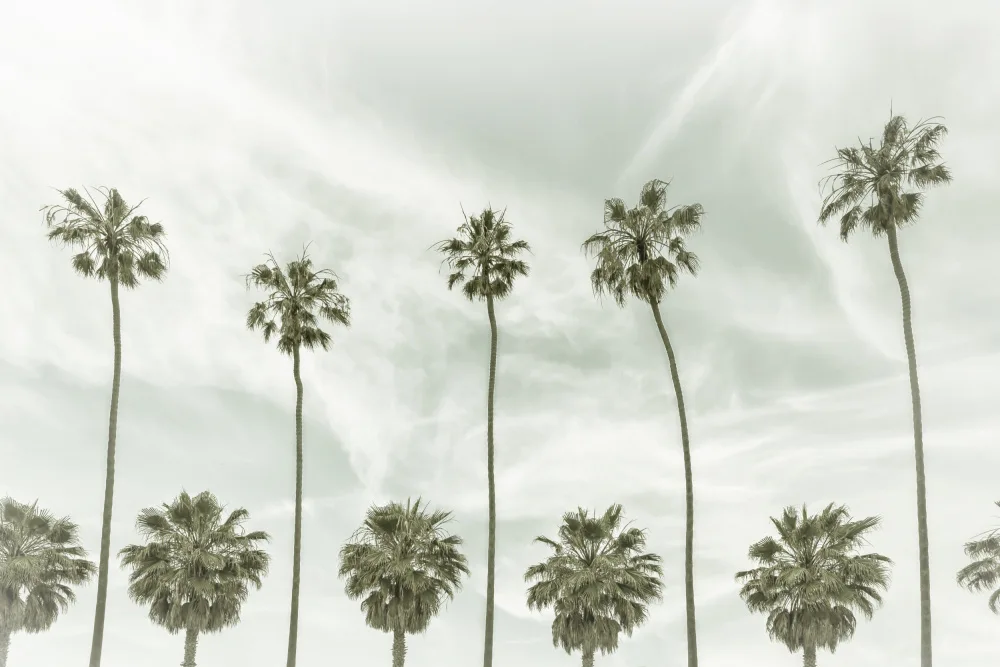 Viola, Melanie: California vintage palm trees