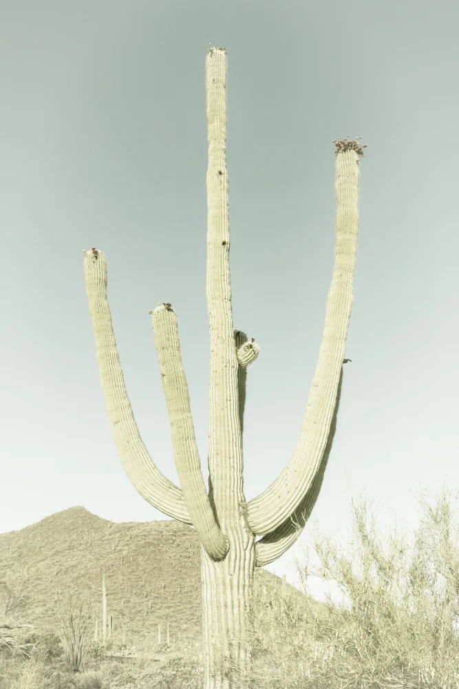 Viola, Melanie: SAGUARO NATIONAL PARK Vintage Giant Saguaro