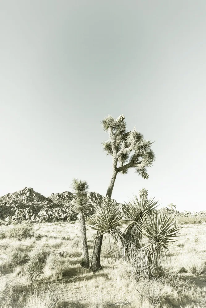 Viola, Melanie: Impressione vintage del Parco nazionale di Joshua Tree