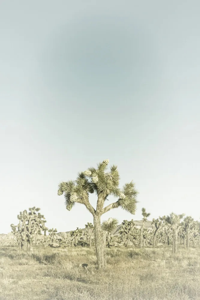 Viola, Melanie: Vintage Joshua Tree National Park