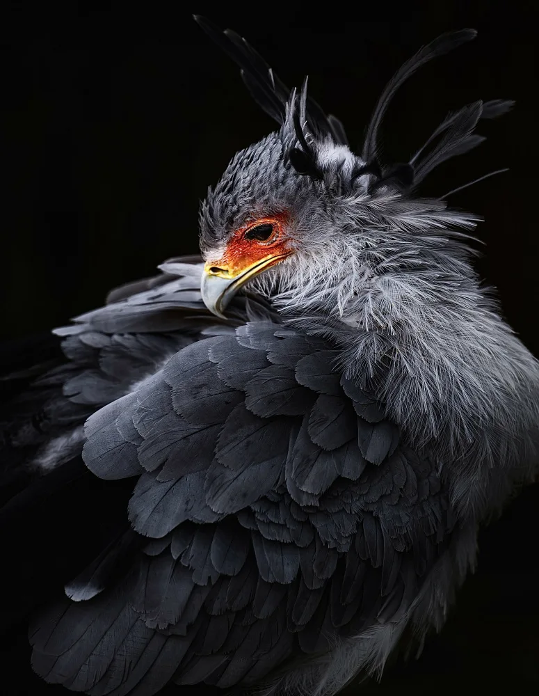 Yamaya, Yuta: cassowary
