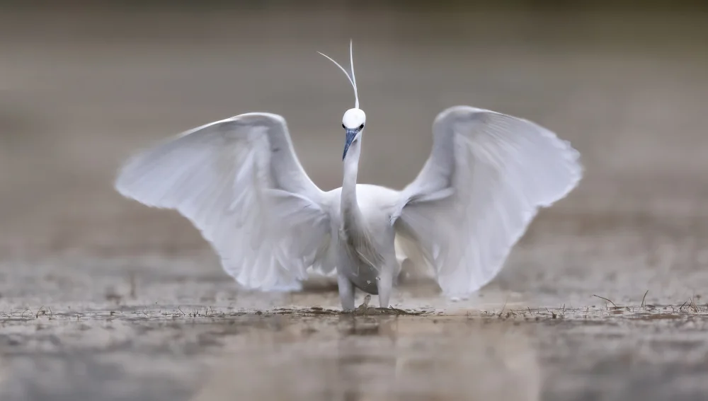 Barisone, Marco: Angel