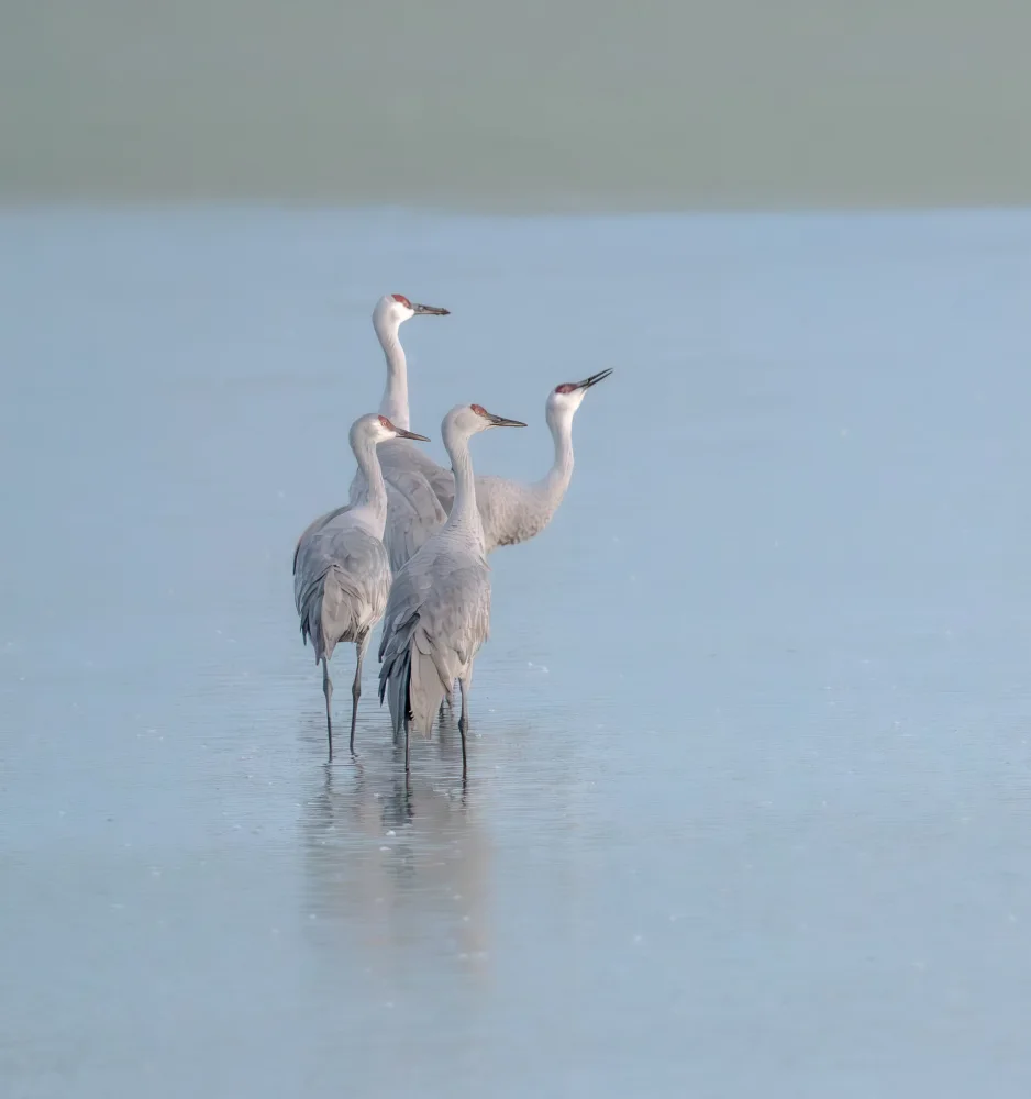 Xie, April: Sandhill Crane 2