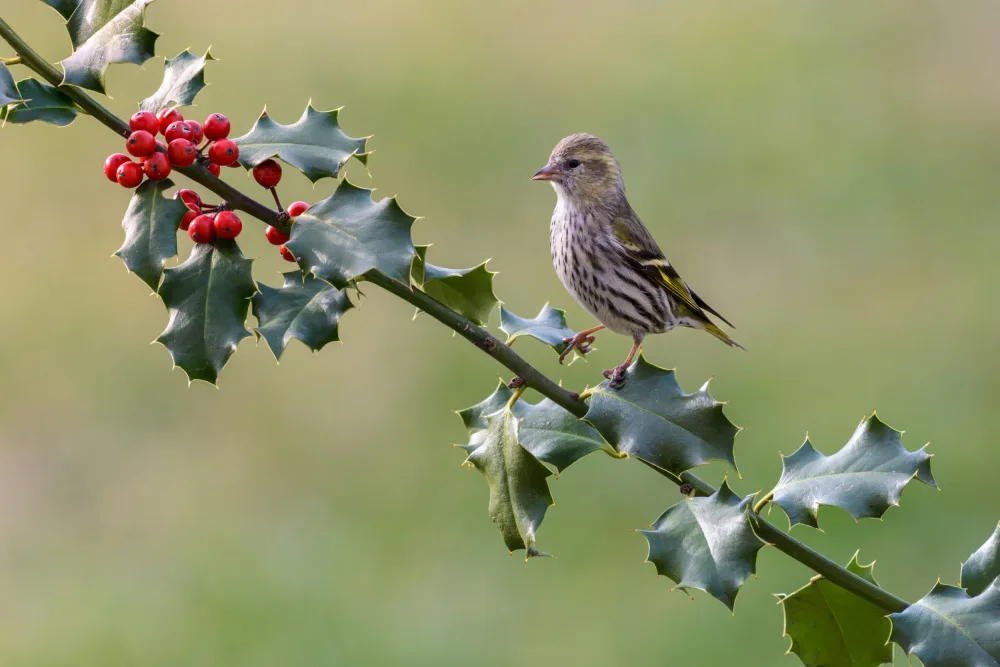 Galimberti, Marco: Siskin