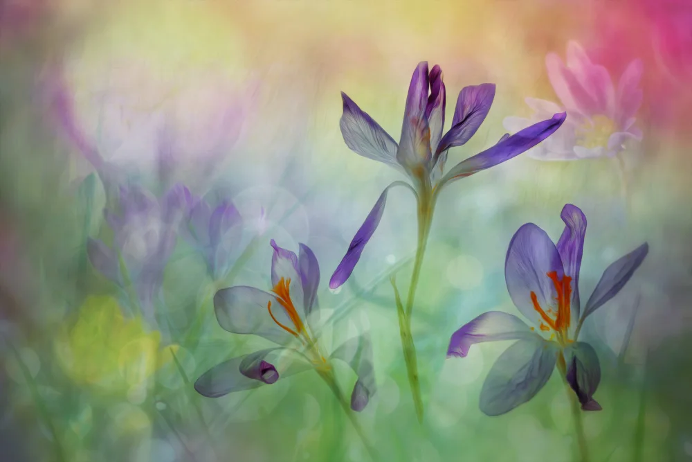 Lee, van Hilda: un mazzo di fiori primaverili
