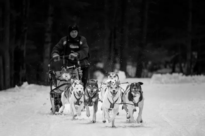 Ni, Xiaolin: Kearney Dog Sled Races