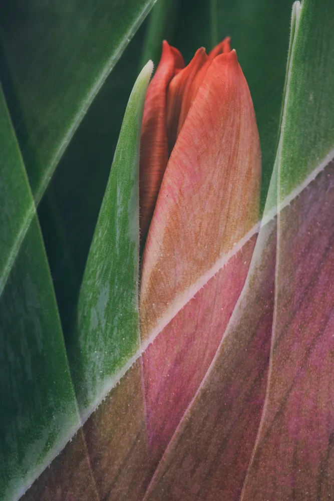 Lennartsson, Johan: Tulipán
