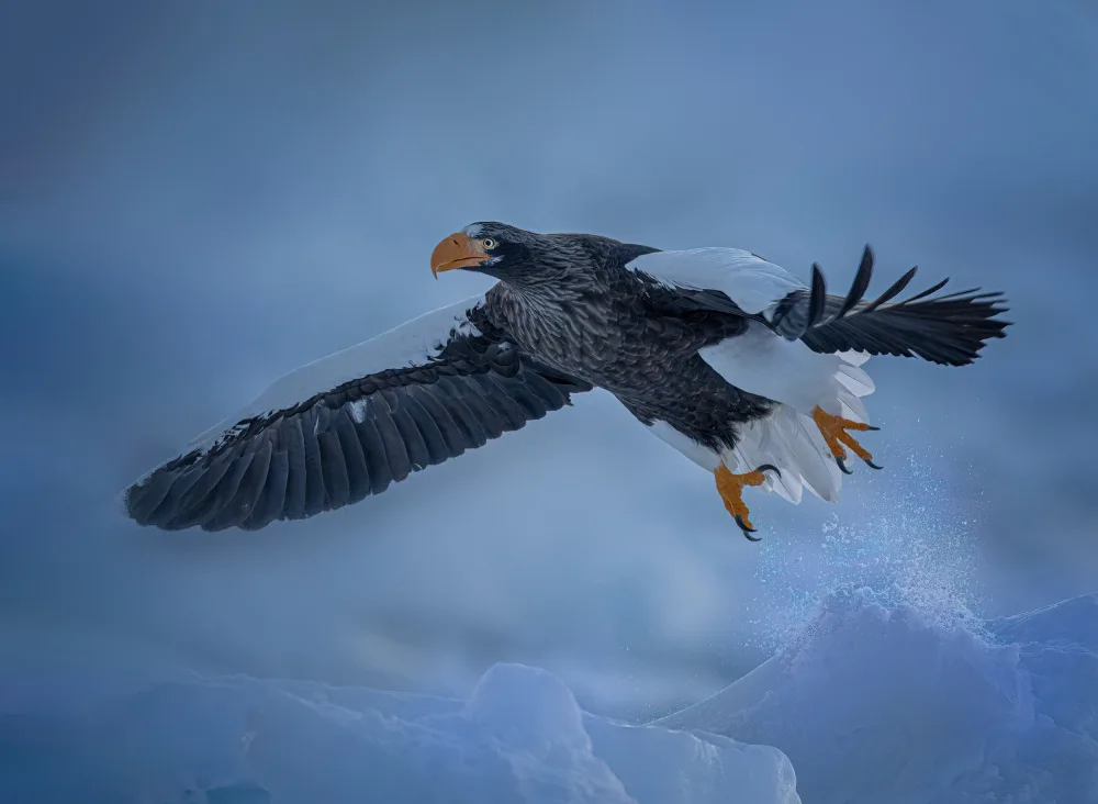 Su, Yuan: Déploie ses ailes