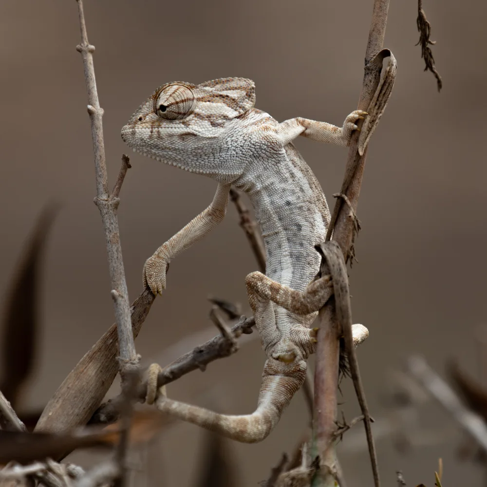 Ponsen, Anne: Walking chameleon