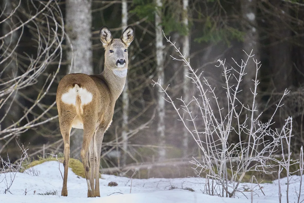 Puum, Mati: Roe Deer.