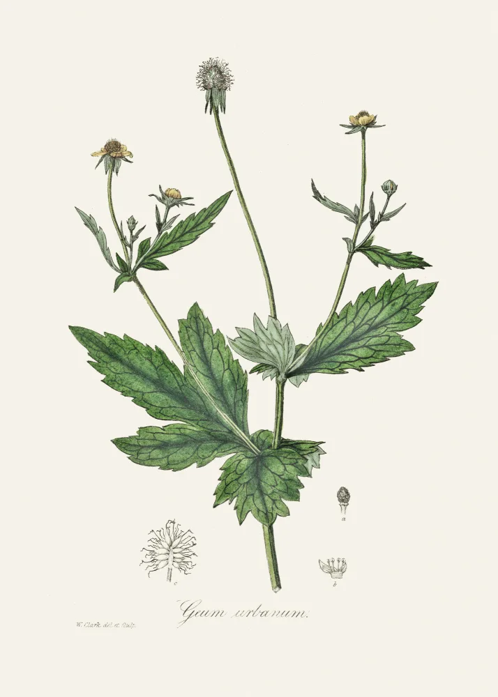 and, Stephenson John: Wood Avens (geum Urbanum)  Medical Botany