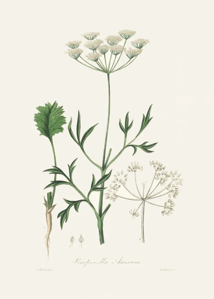 and, Stephenson John: Anýz (pimpinella Anisum) Lékařská botanika