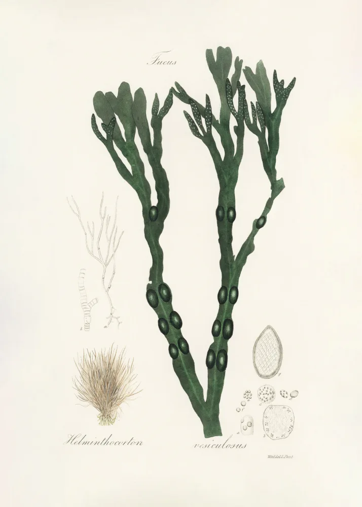 and, Stephenson John: Bladder Wrack (fucus Vesiculosus)  Medical Botany