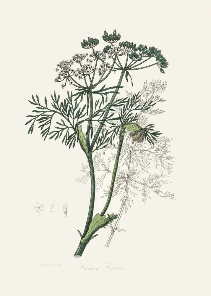 and, Stephenson John: Caraway (carum Carui) Medical Botany
