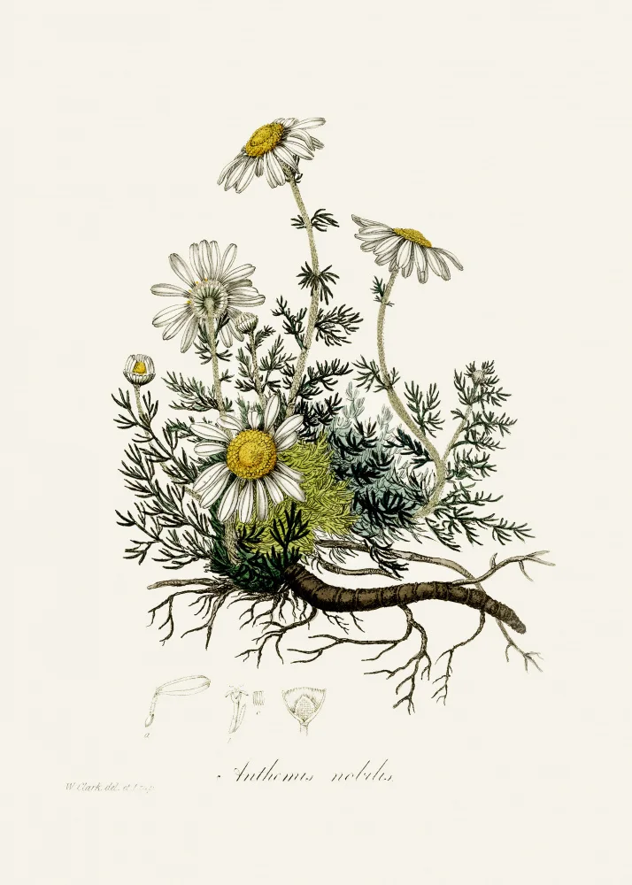 and, Stephenson John: Heřmánek pravý (anthemis Nobilis) Lékařská botanika