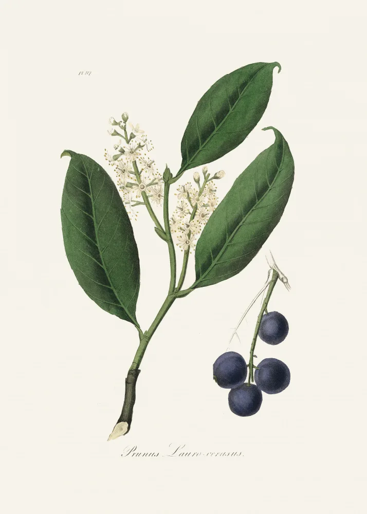 and, Stephenson John: Cherry Laurel (prunus Laurocerasus) Medical Botany