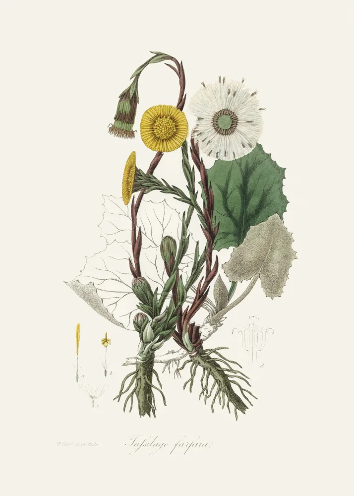 and, Stephenson John: Coltsfoot (tussilago Farfara)  Medical Botany