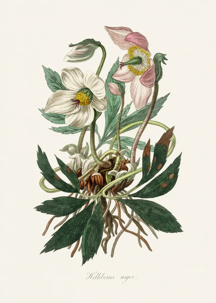 and, Stephenson John: Christmas Rose (helleborus Niger)  Medical Botany
