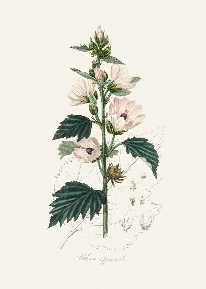 and, Stephenson John: Common Marshmallow (althea Officinalis) Medical Botany