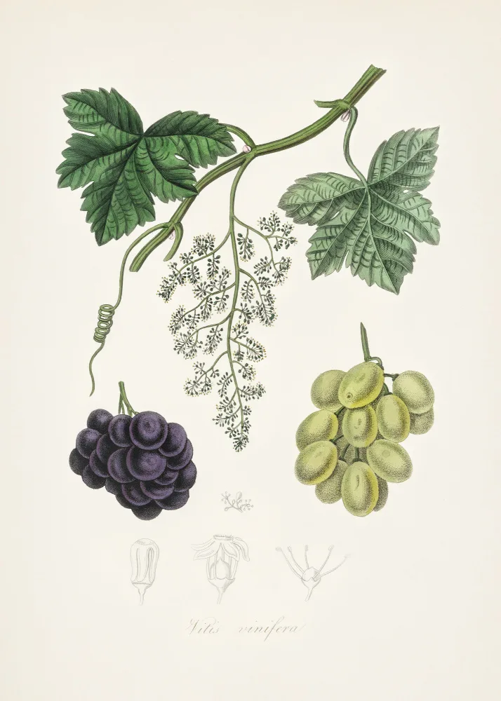and, Stephenson John: Common Grape Vine (vitis Vinifera) Medical Botany
