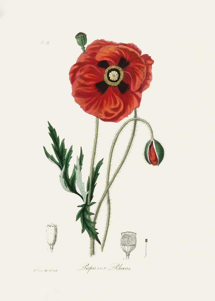 and, Stephenson John: Common Poppy (papaver Rhoeas) Medical Botany