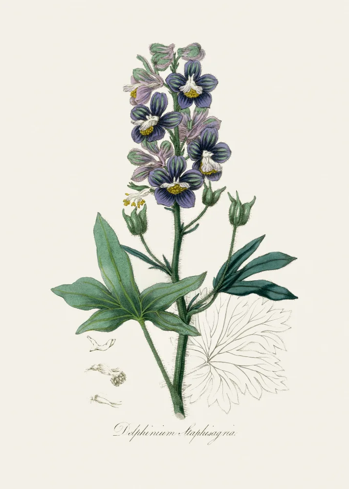 and, Stephenson John: Delphinum Staphisagria Medical Botany