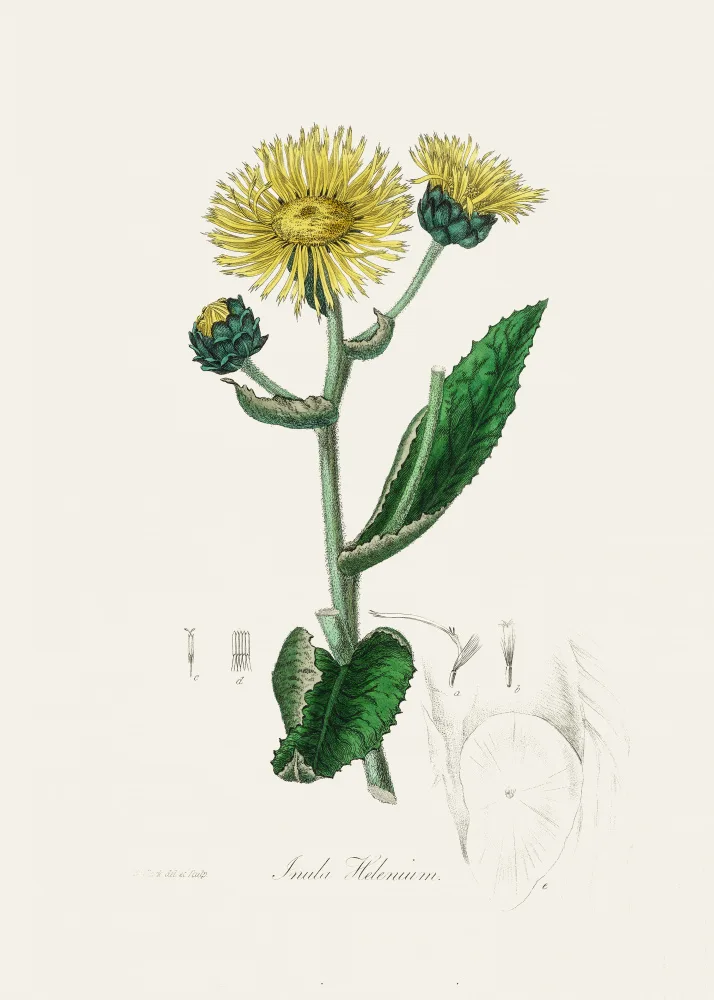 and, Stephenson John: Elecampane (inula Helenium) Medical Botany