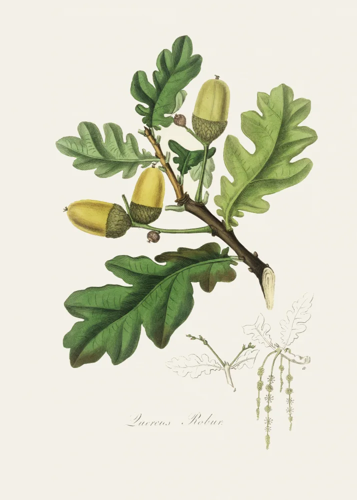 and, Stephenson John: English Oak (quercus) Medical Botany