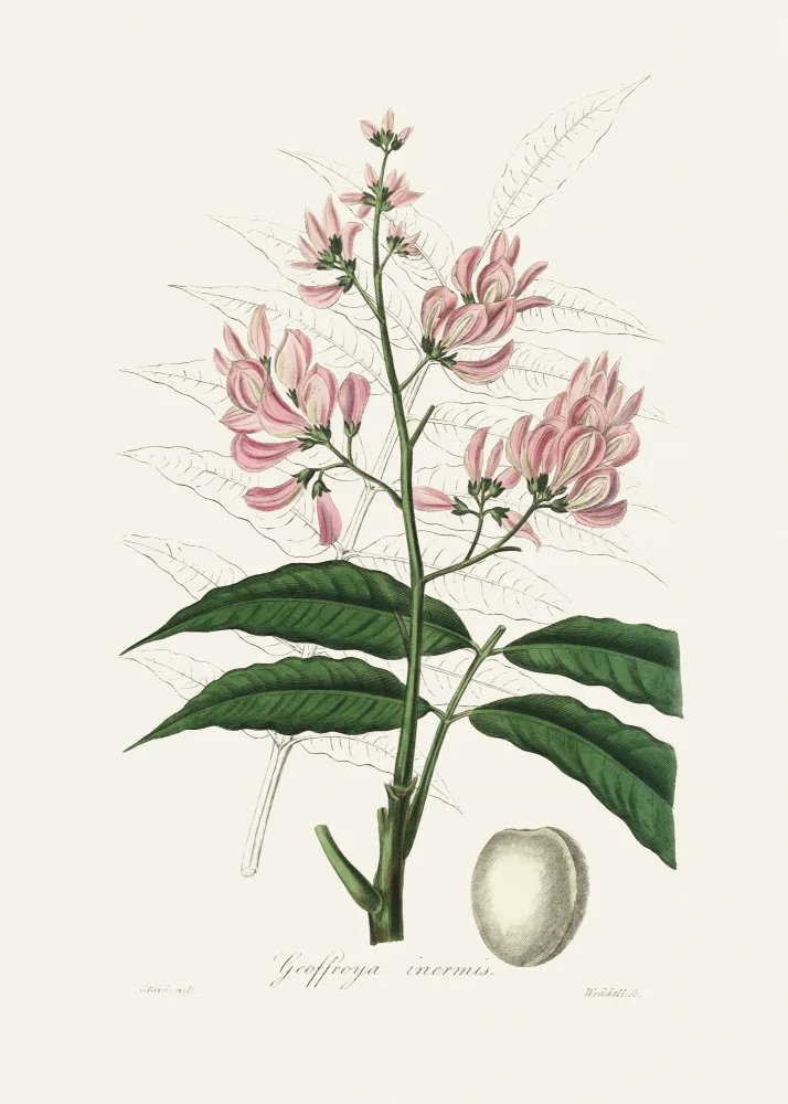 and, Stephenson John: Geoffroya Inermis Medical Botany