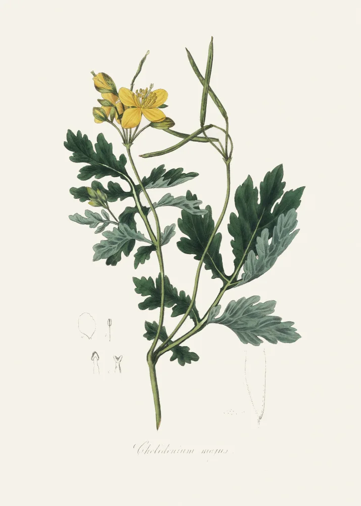 and, Stephenson John: Greater Celandine (chelidonium Majus) Medical Botany