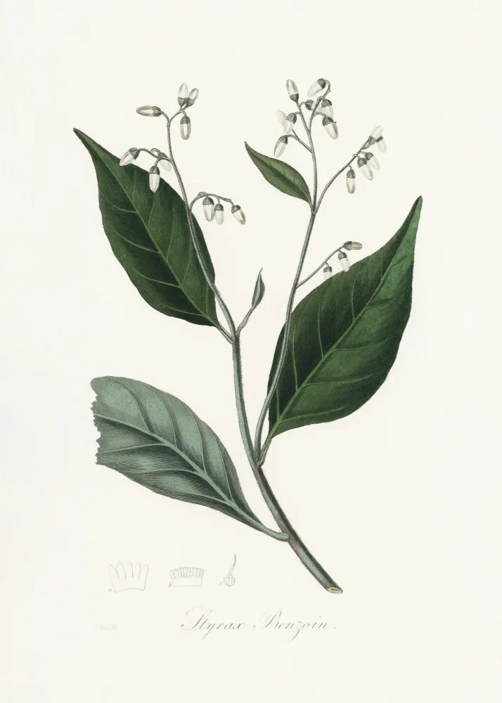 and, Stephenson John: Gum Benjamin Tree (styrax Benzoin lékařská botanika