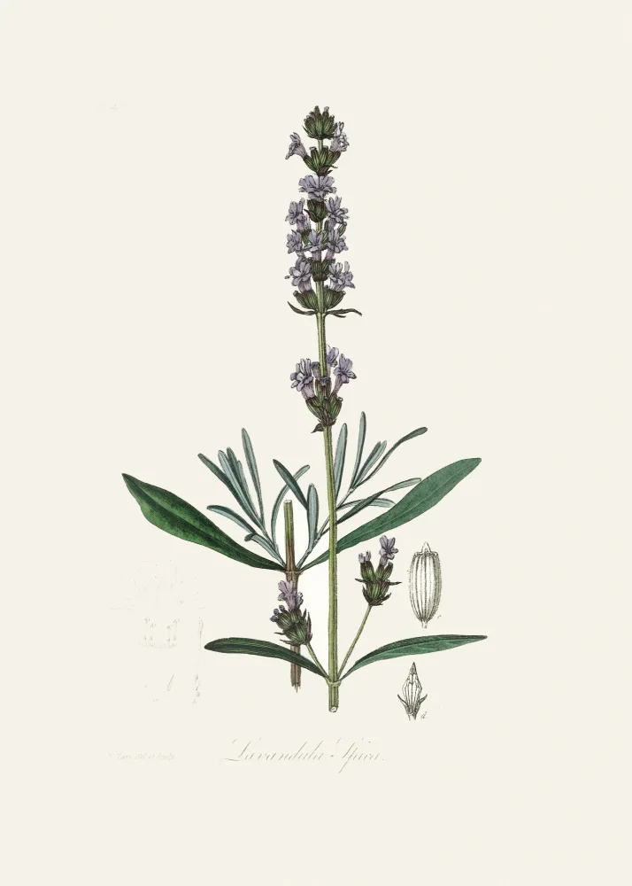and, Stephenson John: Levandule (lavandula Ipica) Lékařská botanika