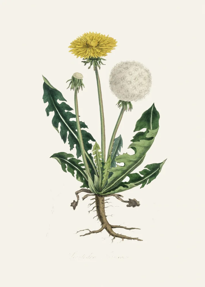 and, Stephenson John: Leontodon Taraxacuma Medical Botany