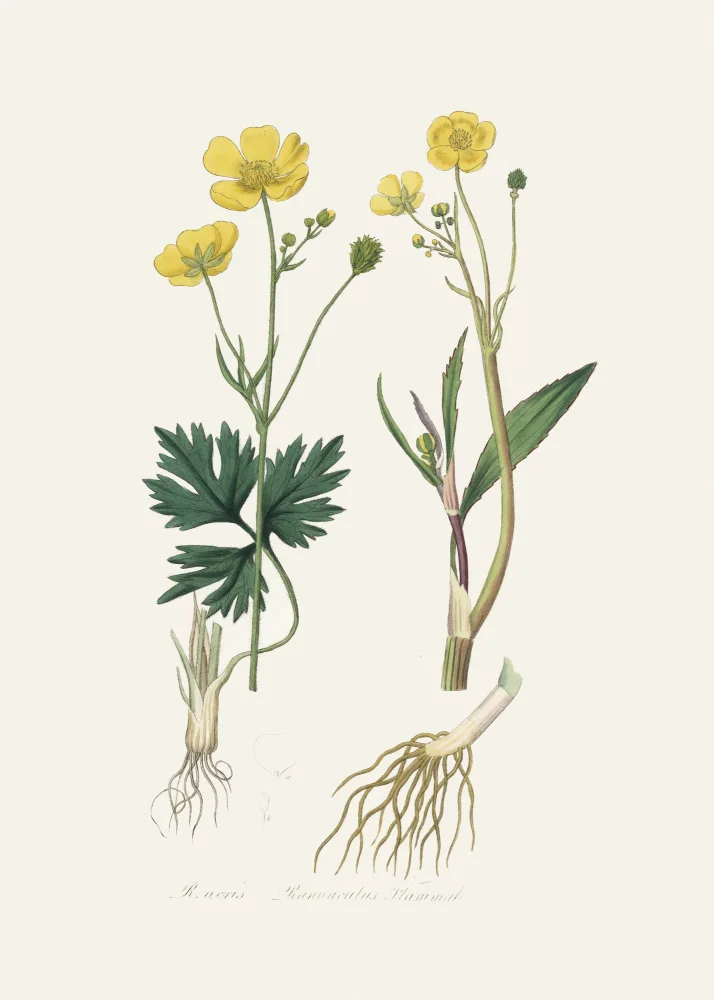 and, Stephenson John: Kopřina malá (ranunculus Flammula) Lékařská botanika