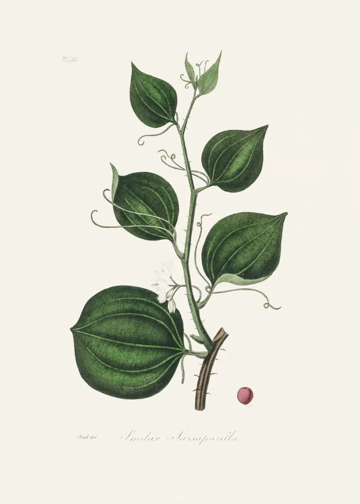 and, Stephenson John: Lmilax Larsaparilla  Medical Botany