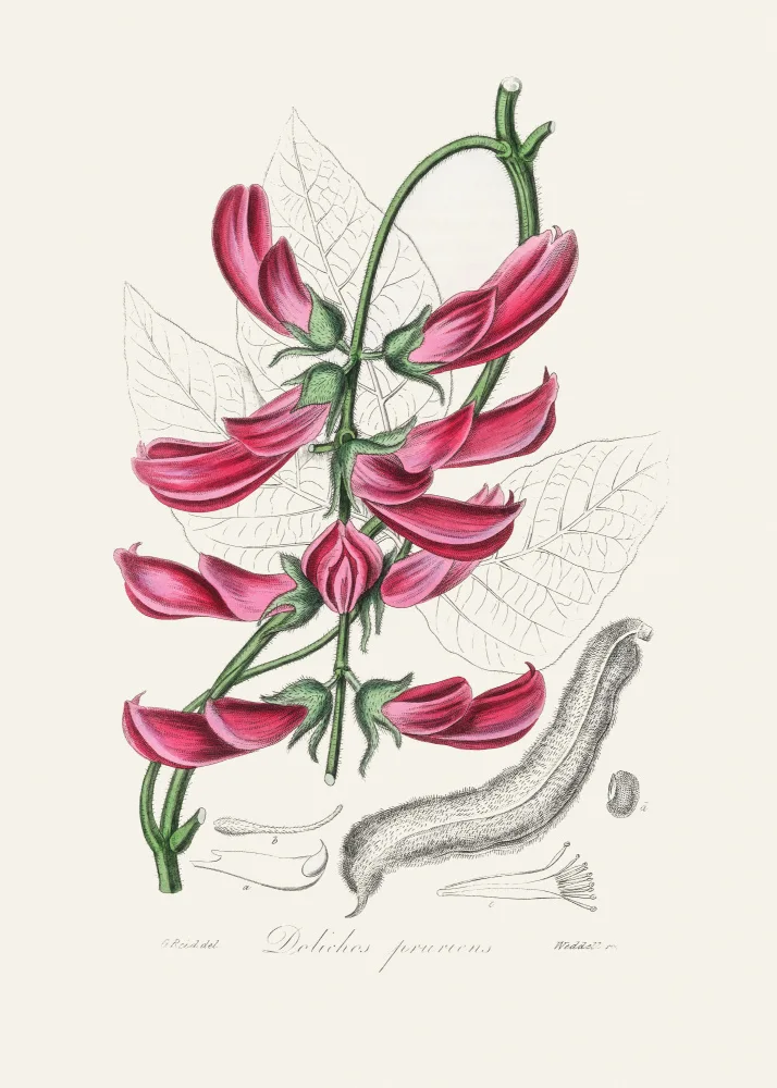 and, Stephenson John: Mucuna Pruriens (dolichos Pruriens) Medical Botany