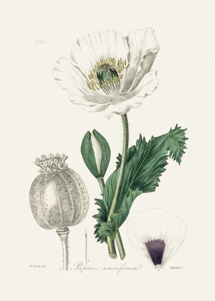 and, Stephenson John: Mák setý (papaver Somniferum) Lékařská botanika
