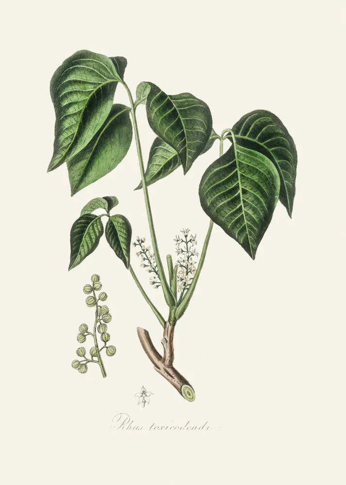 and, Stephenson John: Poison Ivy (rhus Toxicodendron) Medical Botany
