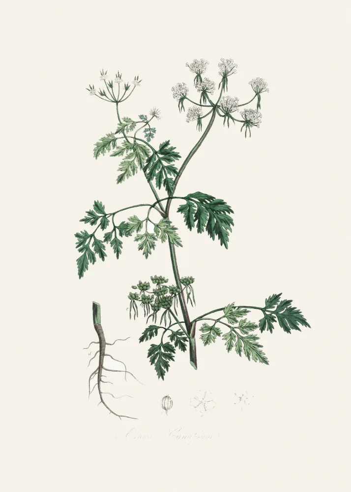 and, Stephenson John: Poison Parsley (aethusa Cynapium) Medical Botany