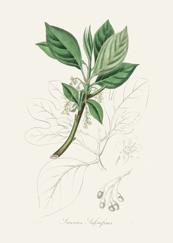 and, Stephenson John: Sassafras (laurus Sassafras) Medical Botany
