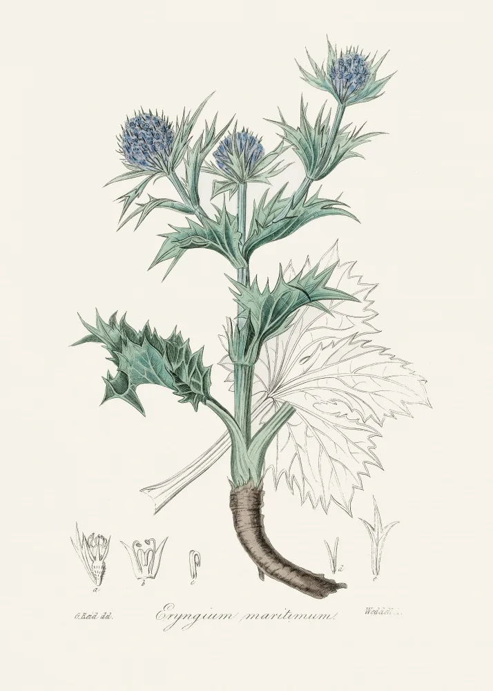 and, Stephenson John: The Sea Holly (eryngium Mmaritimum) Medical Botany